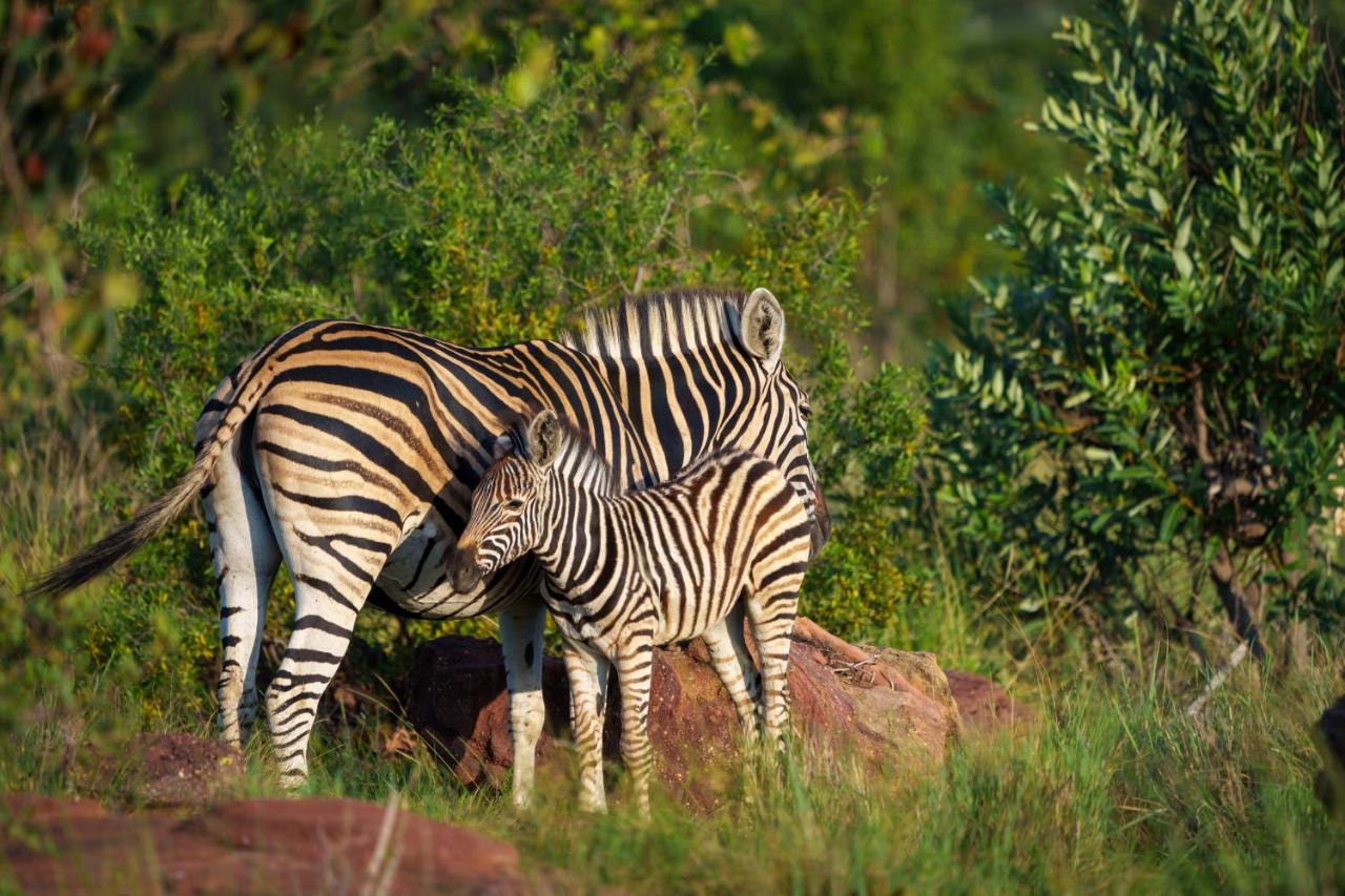 Elephants Crossing Welgevonden Game Reserve Εξωτερικό φωτογραφία