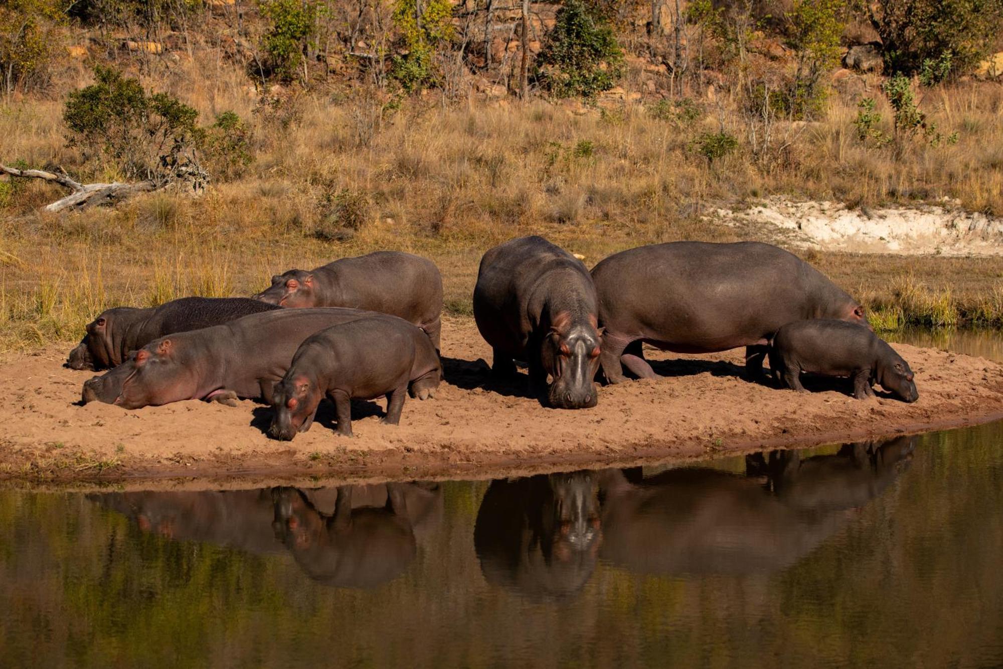Elephants Crossing Welgevonden Game Reserve Εξωτερικό φωτογραφία